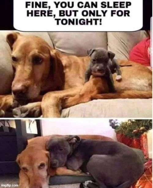 ...and they called it Puppy Love | image tagged in vince vance,dogs,sleepover,puppy love,memes,bow wow | made w/ Imgflip meme maker