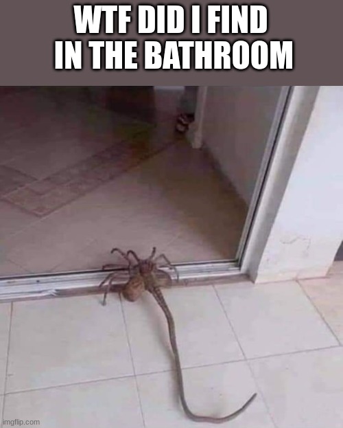 spooder | WTF DID I FIND
 IN THE BATHROOM | image tagged in spooder | made w/ Imgflip meme maker