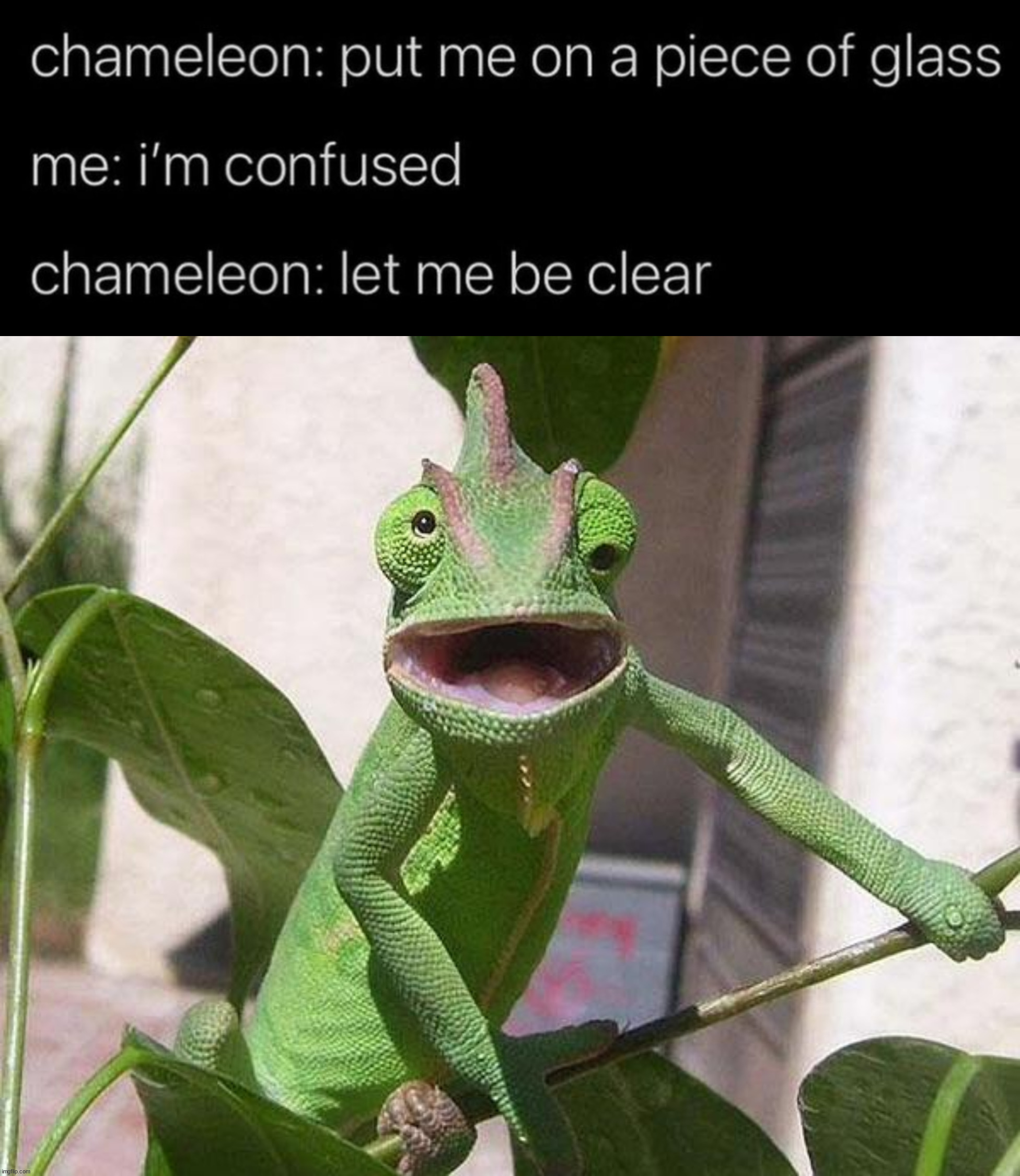 Be clear | image tagged in crazy chameleon | made w/ Imgflip meme maker