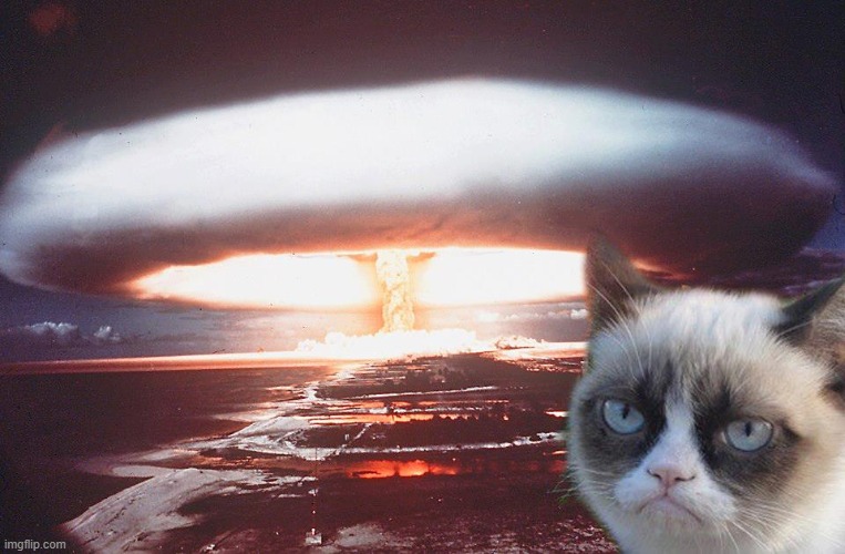 grumpy cat | image tagged in grumpy cat | made w/ Imgflip meme maker