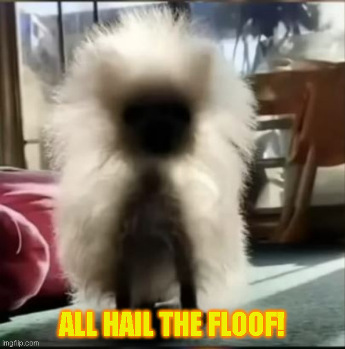 All Hail the Floof! | ALL HAIL THE FLOOF! | image tagged in backlit floof,dog,weird,furry,floof | made w/ Imgflip meme maker