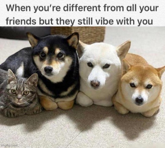 Vibe | image tagged in vibe | made w/ Imgflip meme maker