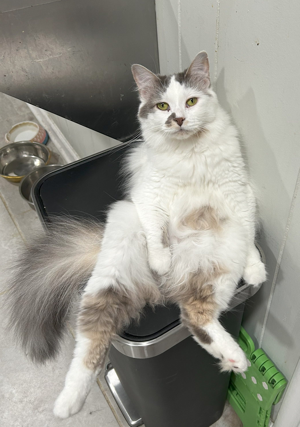 High Quality Silly kitty Blank Meme Template