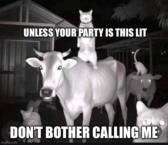 Party like it’s 3099 | UNLESS YOUR PARTY IS THIS LIT; DON’T BOTHER CALLING ME | image tagged in party,cows,cats,lit party | made w/ Imgflip meme maker