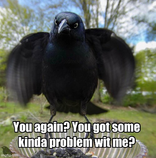 Scroll Crow 3D | image tagged in scroll,keep scrolling,crow,social media | made w/ Imgflip meme maker