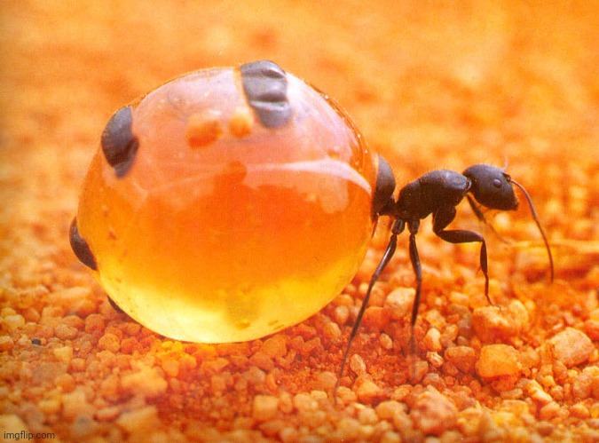 This is a honeypot ant and their really cool. They can store nectar and honeydew in their abdomen :) | image tagged in wholesome,bug | made w/ Imgflip meme maker