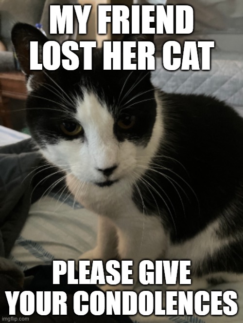 she is very sad ;-; | MY FRIEND LOST HER CAT; PLEASE GIVE YOUR CONDOLENCES | image tagged in cat,loss,death,pets | made w/ Imgflip meme maker