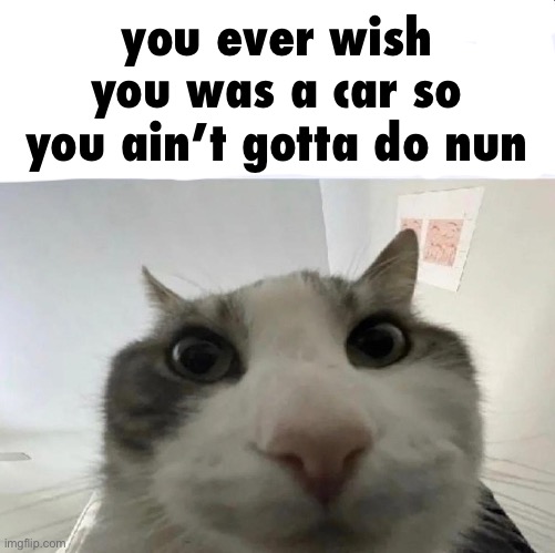 Cat looks inside | you ever wish you was a car so you ain’t gotta do nun | image tagged in cat looks inside | made w/ Imgflip meme maker