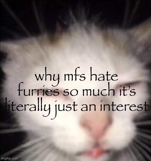 squinting cat | why mfs hate furries so much it’s literally just an interest | image tagged in squinting cat | made w/ Imgflip meme maker