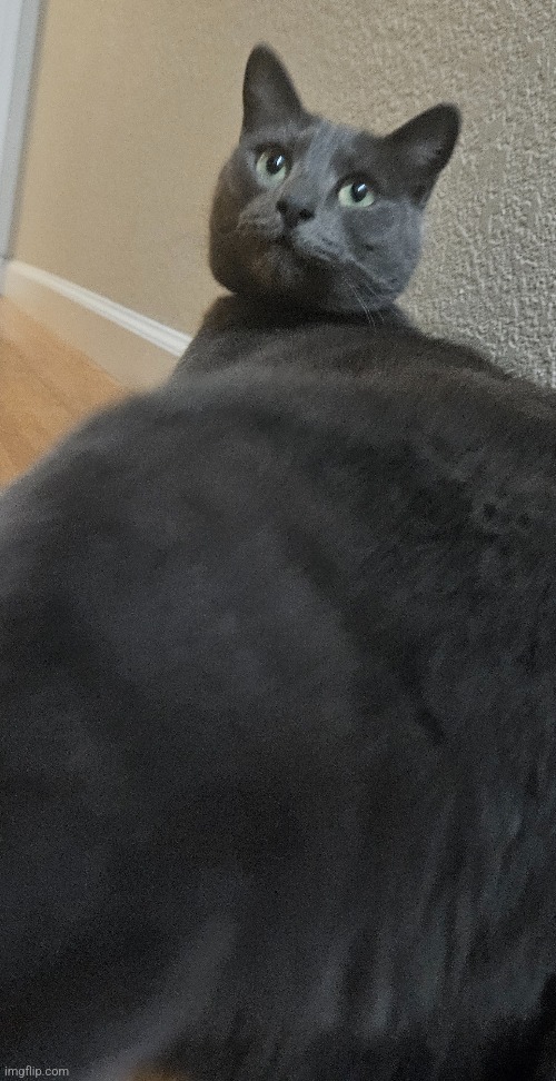 FAT | made w/ Imgflip meme maker