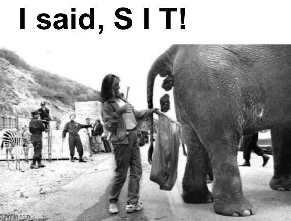 Elephant Poop Bad Day | I said, S I T! | image tagged in elephant poop bad day | made w/ Imgflip meme maker