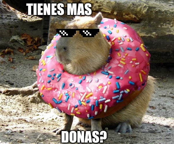 Las donas | TIENES MAS; DONAS? | image tagged in donut capybara | made w/ Imgflip meme maker