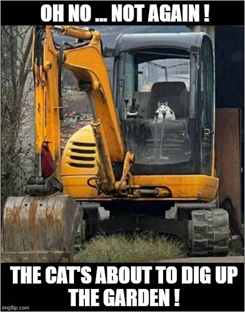 (Machinery Approaching Sounds) | OH NO ... NOT AGAIN ! THE CAT'S ABOUT TO DIG UP
THE GARDEN ! | image tagged in cats,digger,garden | made w/ Imgflip meme maker