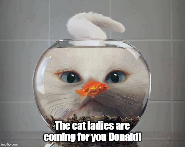 cat and fish | The cat ladies are coming for you Donald! | made w/ Imgflip meme maker