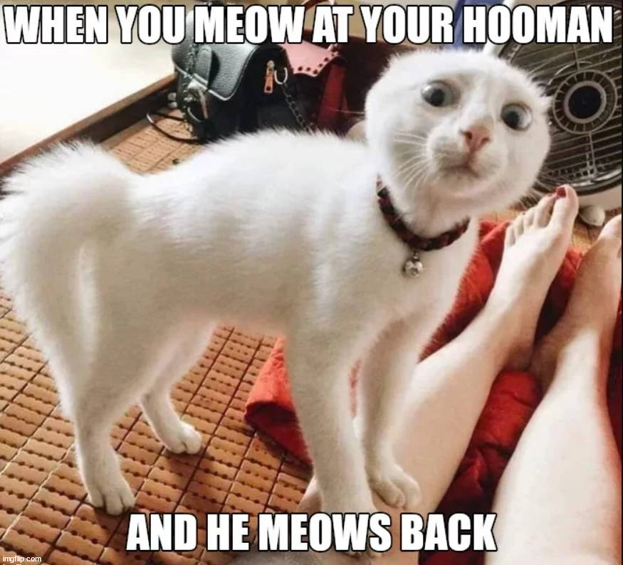 What did you just say? | image tagged in cats | made w/ Imgflip meme maker