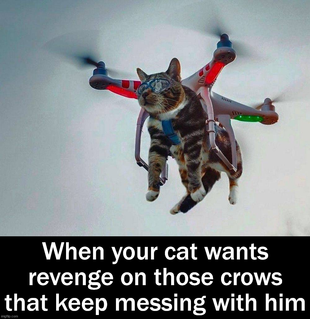 Cat seeks revenge | When your cat wants revenge on those crows that keep messing with him | image tagged in cats,flying,revenge,lift off | made w/ Imgflip meme maker