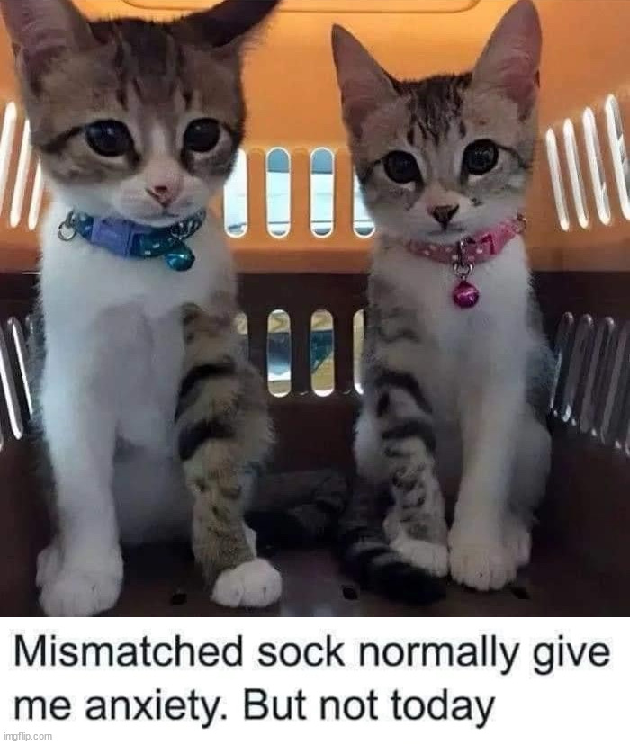 Too cute | image tagged in cats | made w/ Imgflip meme maker