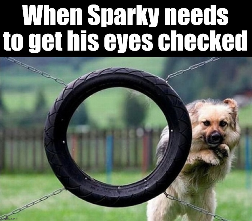 Just a bit outside | When Sparky needs to get his eyes checked | image tagged in dogs | made w/ Imgflip meme maker