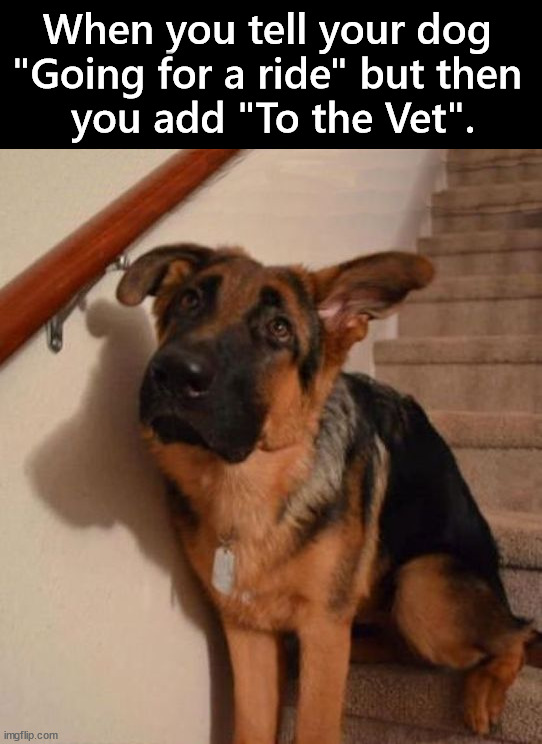 Break it to them when they run to the door | When you tell your dog 
"Going for a ride" but then 
you add "To the Vet". | image tagged in dogs | made w/ Imgflip meme maker