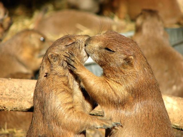image tagged in cute,animals