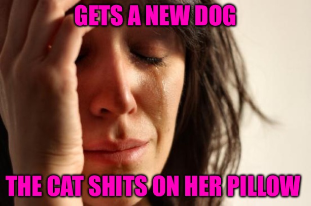 Nobodies Fool | GETS A NEW DOG; THE CAT SHITS ON HER PILLOW | image tagged in memes,first world problems,bad memes,cats,funny cats,cat memes | made w/ Imgflip meme maker