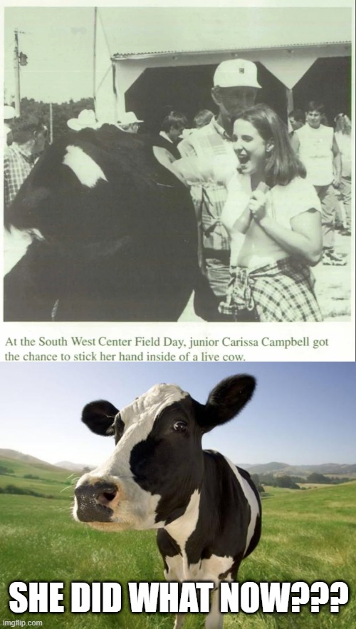 Enter the Cow | SHE DID WHAT NOW??? | image tagged in cow,headlines | made w/ Imgflip meme maker