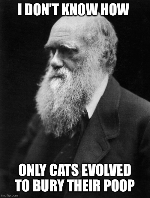 The one thing different about all cats | I DON’T KNOW HOW; ONLY CATS EVOLVED TO BURY THEIR POOP | image tagged in charles darwin,cats,only,bury | made w/ Imgflip meme maker