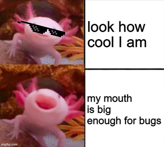 axolotl drake | look how cool I am; my mouth is big enough for bugs | image tagged in axolotl drake | made w/ Imgflip meme maker