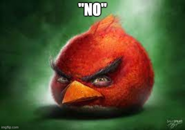 Realistic Red Angry Birds | "NO" | image tagged in realistic red angry birds | made w/ Imgflip meme maker