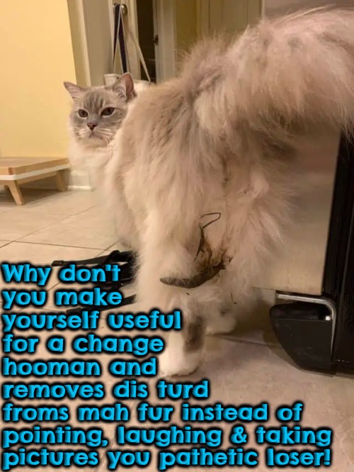 Pathetic Loser | Why don't you make yourself useful for a change hooman and removes dis turd; froms mah fur instead of pointing, laughing & taking pictures you pathetic loser! | image tagged in memes,cats,funny,stuck poop,gross,pathetic cat | made w/ Imgflip meme maker