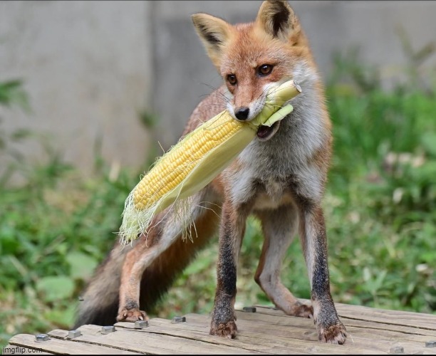 Fomx and Corn | image tagged in fox,red fox,red fomx,corn,fomx | made w/ Imgflip meme maker