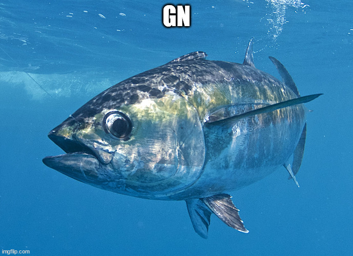 Tuna fish | GN | image tagged in tuna fish | made w/ Imgflip meme maker