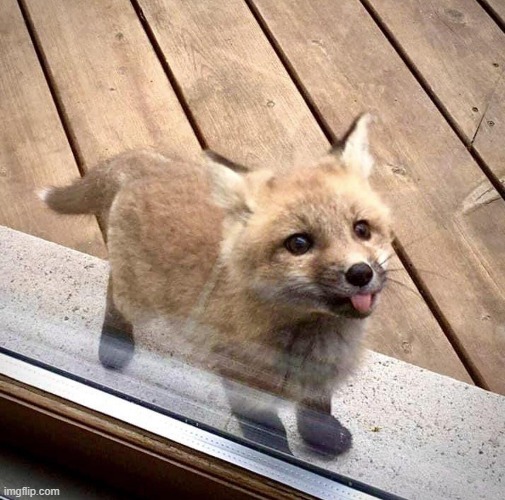 Blep Fomx | image tagged in red fomx,fomx,red fox,fox,blep | made w/ Imgflip meme maker