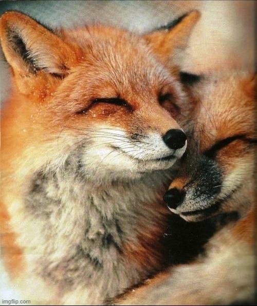 Red Fomx Cuddle | image tagged in fomx,red fomx,fox,red fox | made w/ Imgflip meme maker