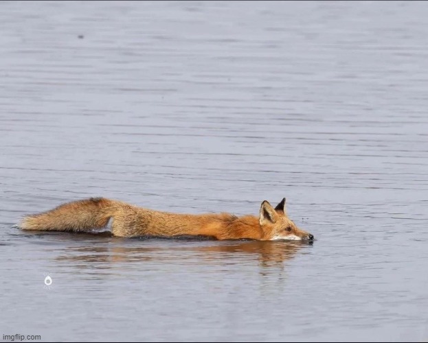 Fomx Swimm | image tagged in fomx,red fomx,fox,red fox,swim | made w/ Imgflip meme maker