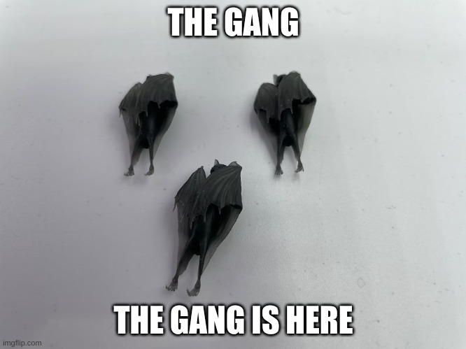 the gang is here | THE GANG; THE GANG IS HERE | image tagged in bat,bats,ozzy osbourne,animals | made w/ Imgflip meme maker