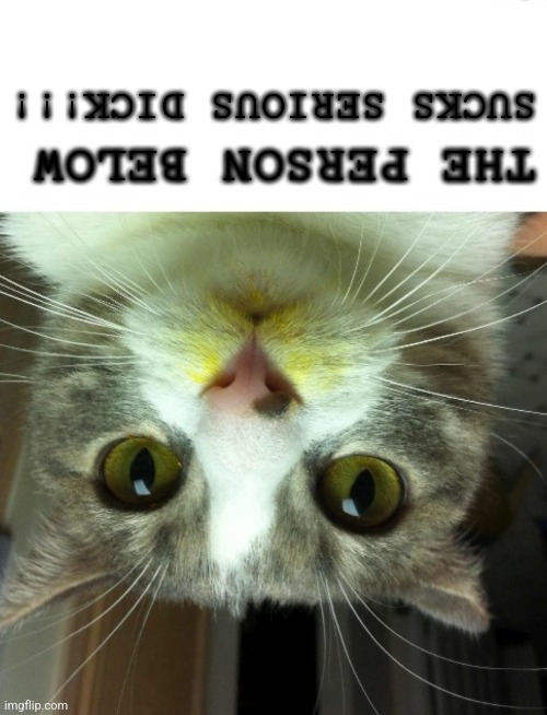 The Person Below Cat | SUCKS SERIOUS DICK!!! | image tagged in the person below cat | made w/ Imgflip meme maker
