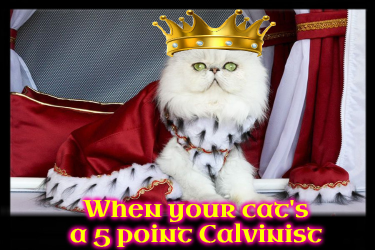 Calvi Cat King | When your cat's a 5 point Calvinist | image tagged in cats,calvinism,arminian,reformed theology,king,royalty | made w/ Imgflip meme maker