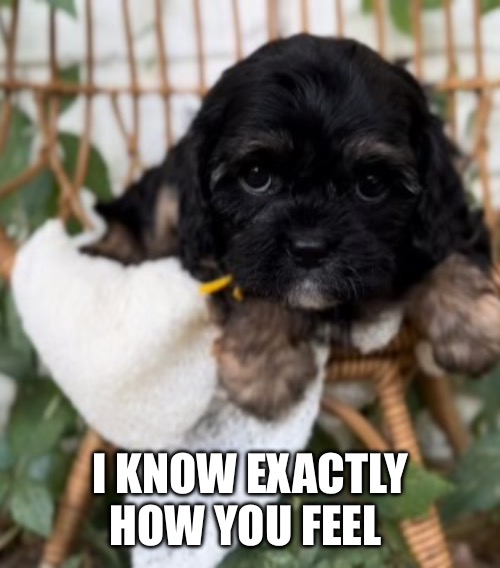 Sad Daisy | I KNOW EXACTLY HOW YOU FEEL | image tagged in dissapointed puppy | made w/ Imgflip meme maker