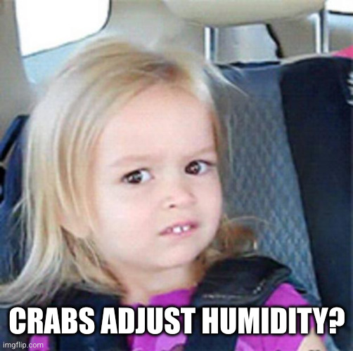 Confused Little Girl | CRABS ADJUST HUMIDITY? | image tagged in confused little girl | made w/ Imgflip meme maker