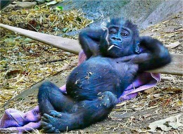 Smoking baby gorilla | image tagged in smoking baby gorilla | made w/ Imgflip meme maker