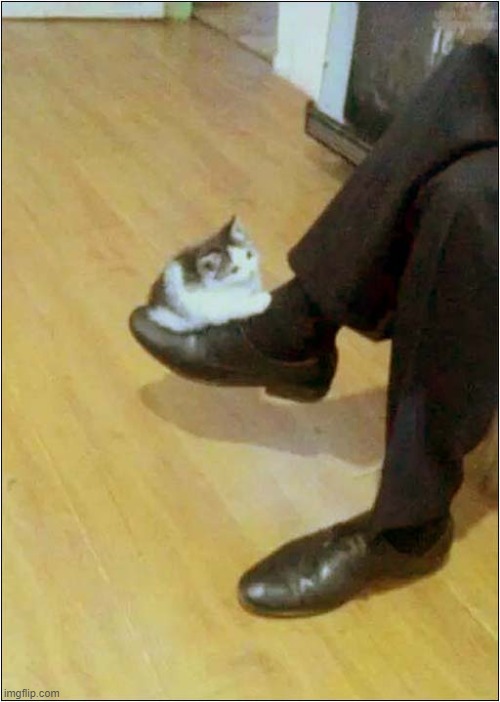 I Wonder How Long I Need To Balance This Kitten On My Shoe ? | image tagged in cats,kitten,awkward,position | made w/ Imgflip meme maker