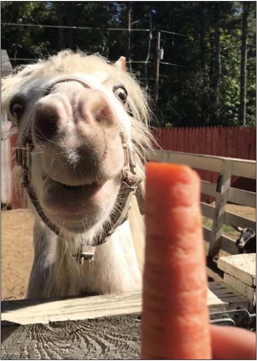 All For Me ? | image tagged in horses,carrots,treat | made w/ Imgflip meme maker