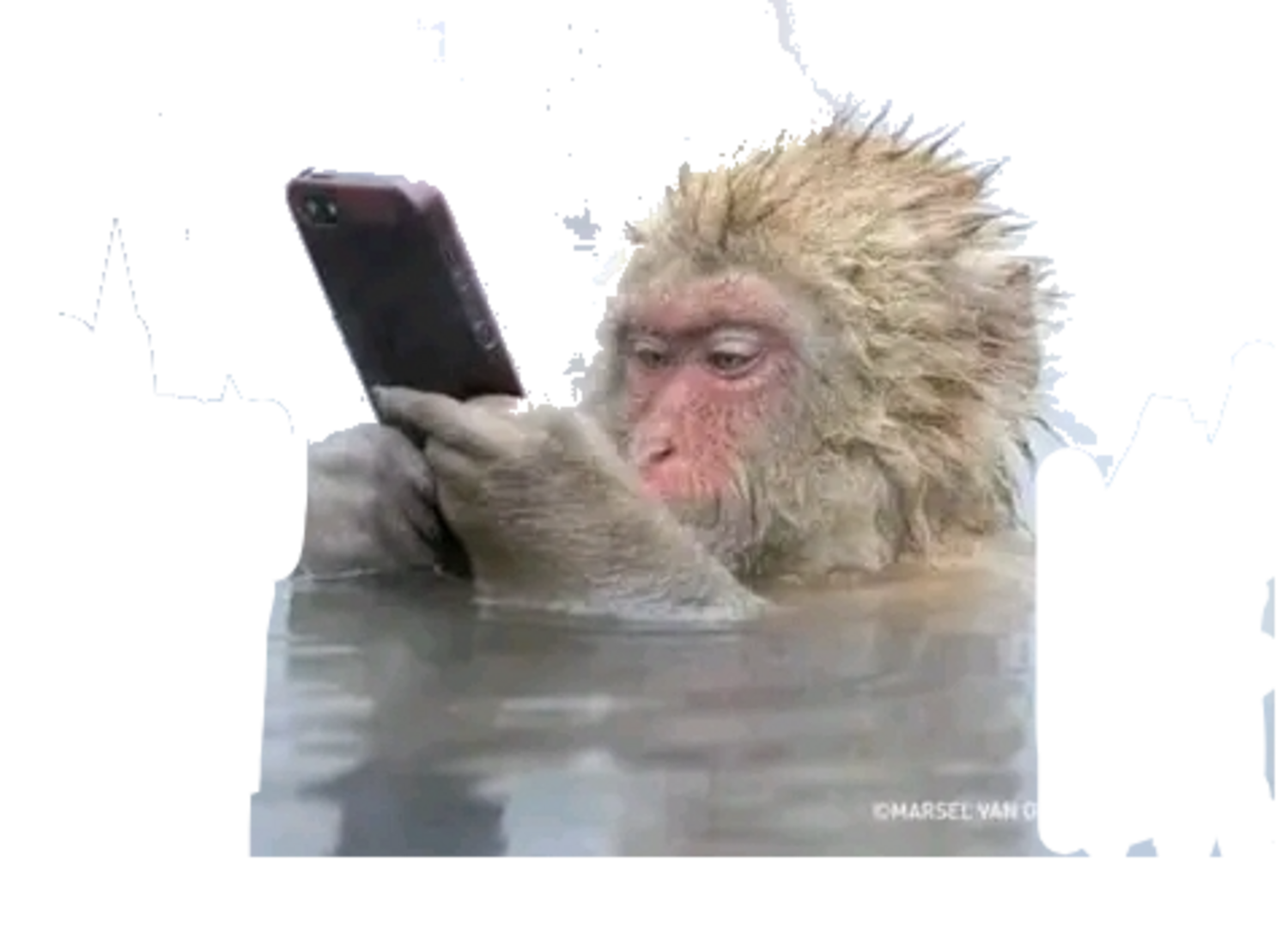 Simio chango viendo su celular en el agua Blank Meme Template