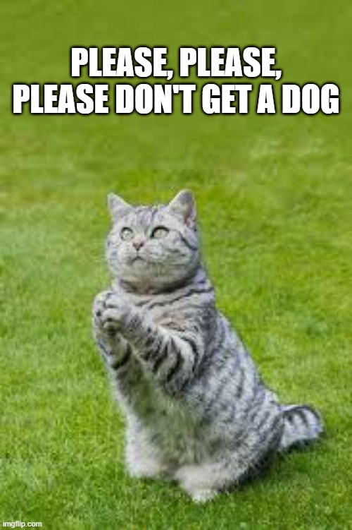 memes by Brad - Cat is begging owner to not get a dog | PLEASE, PLEASE, PLEASE DON'T GET A DOG | image tagged in funny,cats,cats and dogs,kitten,funny cat memes,humor | made w/ Imgflip meme maker