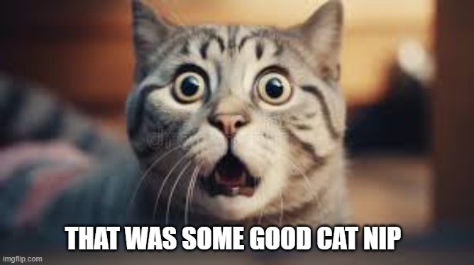 memes by Brad - The cat got ahold of some good catnip | THAT WAS SOME GOOD CAT NIP | image tagged in funny,cats,kittens,catnip,funny cat memes,humor | made w/ Imgflip meme maker