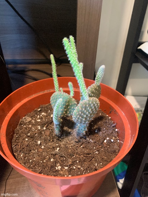 Cactus check ❗️ | made w/ Imgflip meme maker