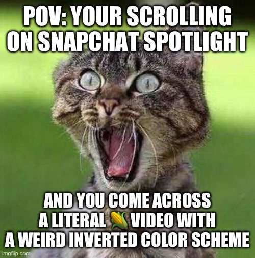 Shocked Cat | POV: YOUR SCROLLING ON SNAPCHAT SPOTLIGHT; AND YOU COME ACROSS A LITERAL 🌽 VIDEO WITH A WEIRD INVERTED COLOR SCHEME | image tagged in shocked cat,relatable,shocked,snapchat | made w/ Imgflip meme maker