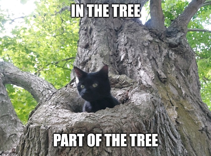 IN THE TREE, PART OF THE TREE | IN THE TREE; PART OF THE TREE | image tagged in cats,funny cats,adventure time,tree | made w/ Imgflip meme maker