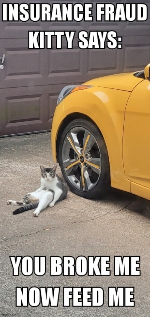 Insurance fraud kitty | image tagged in funny cats,car insurance,funny,cat,cats | made w/ Imgflip meme maker